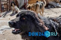 Бастрыкин затребовал доклад по информации о нападении стаи бродячих собак на ребенка в Белой Калитве