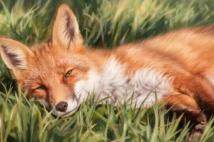 Не обижайте лис, если не желаете угодить в ловушку мошенников: приметы на 27 апреля