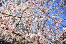 Температура в Ростове сегодня поднимется до +18 °C, возможен небольшой дождь