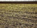 В Ростовской области впервые зарегистрировали малую горлицу