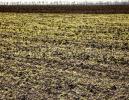 На Дону собственник допустил зарастание более 1 га сельхозугодий сорной растительностью