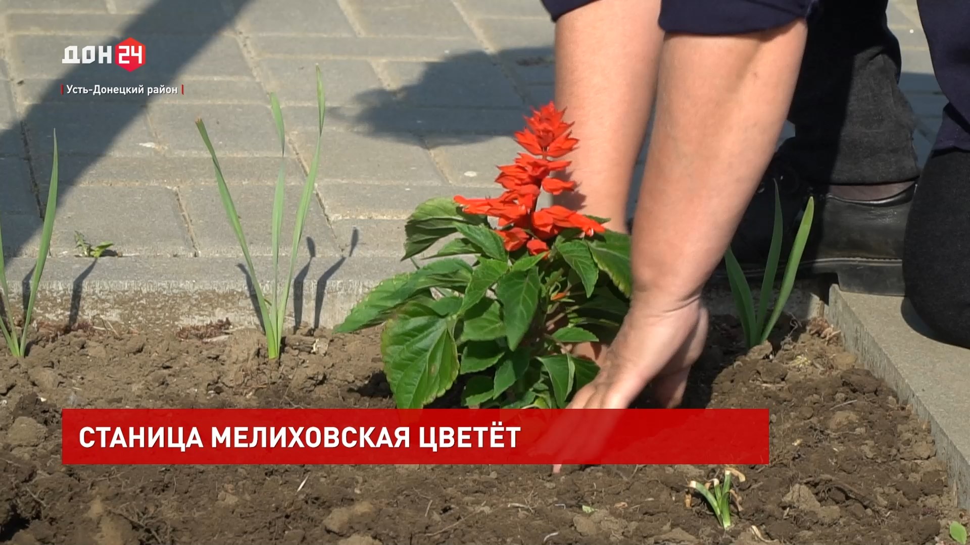 ДОН24 - Станица Мелиховская цветет