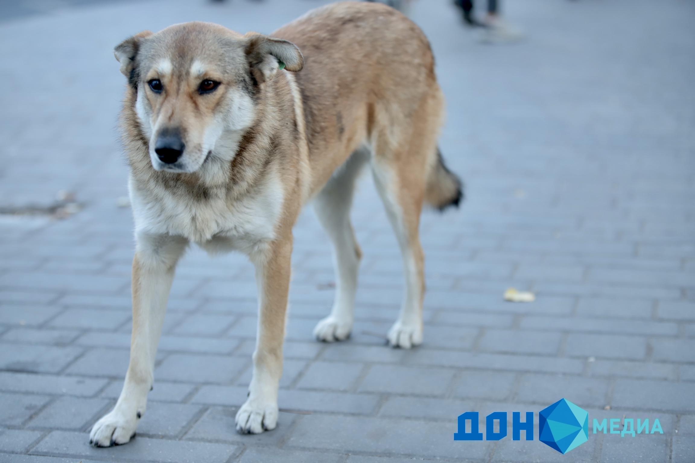 ДОН24 - В Звереве за день отловили восемь бродячих собак