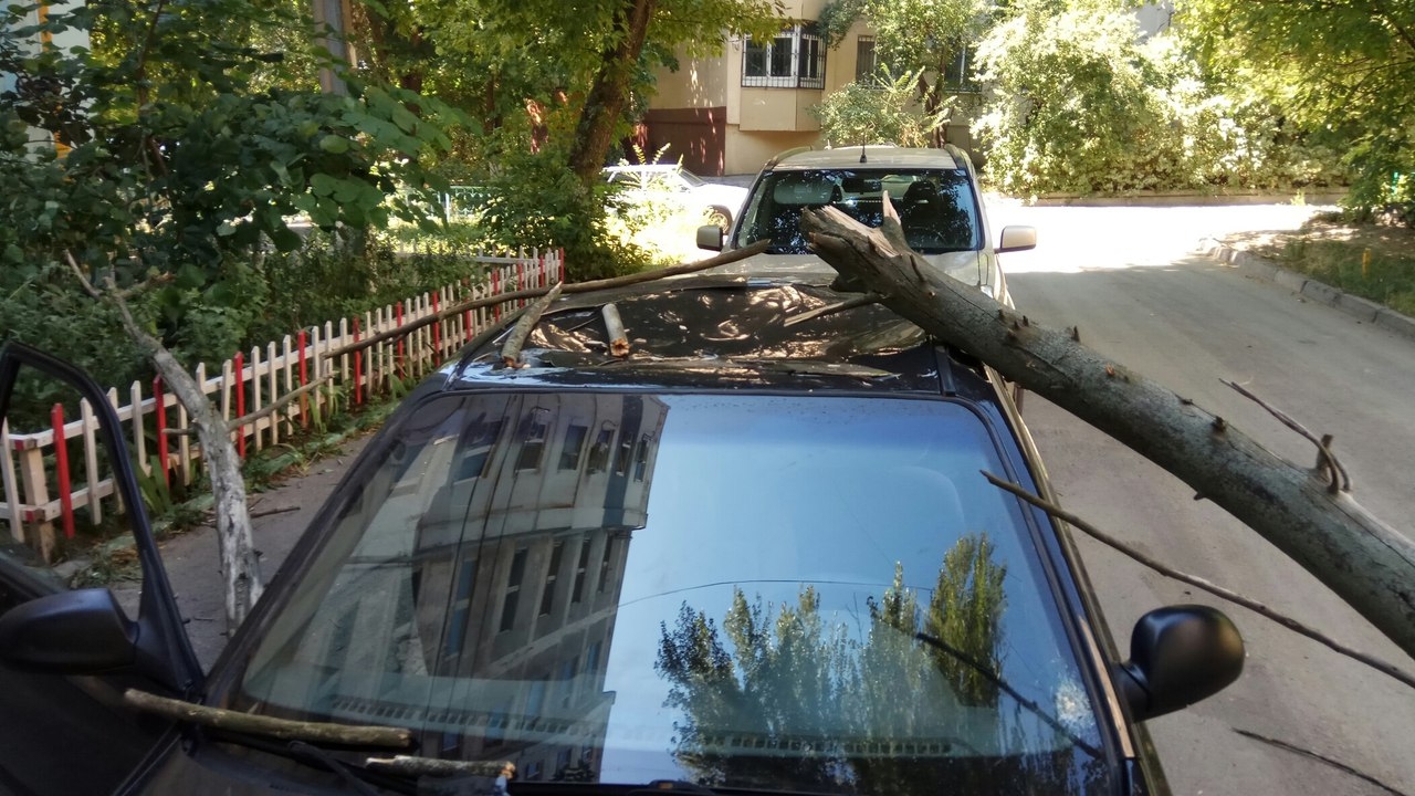 ДОН24 - В Ростове упавшее дерево раздавило машину