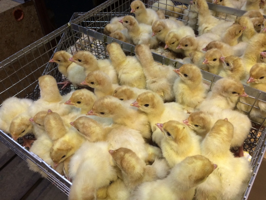 Цыплята купить живые в московской области
