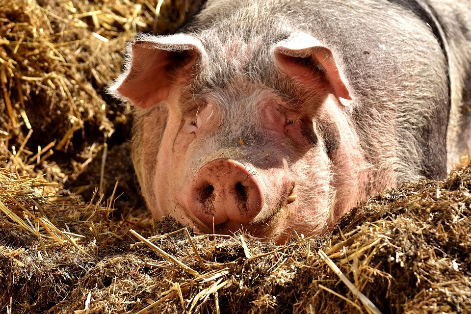 Сало под угрозой: компанию США обвинили в заражении украинских свиней чумой