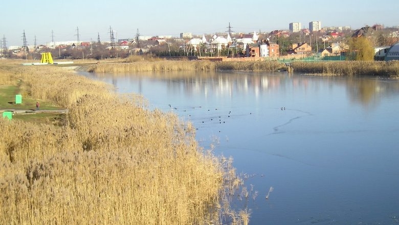 Фото темерника в ростове