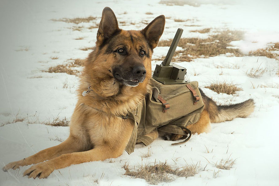 Собаки подрывники на войне 1941 1945 фото