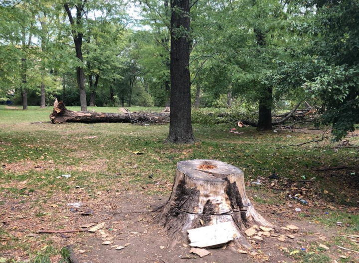 Власти Ростова опровергли незаконный спил деревьев в Пионерском сквере