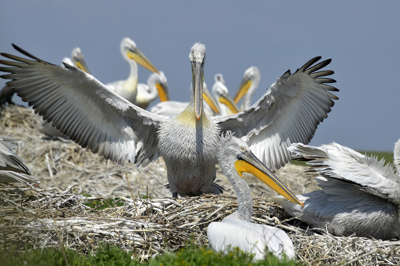 Кудрявые Пеликаны в Ростовском заповеднике