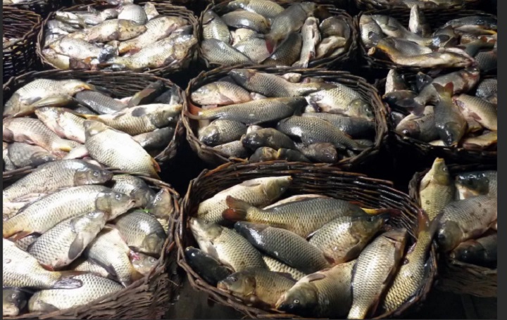 Можно купить свежую рыбу. Свежевыловленная рыба. Рыбы Ростовской области. Рыбоводство в Ростовской области.