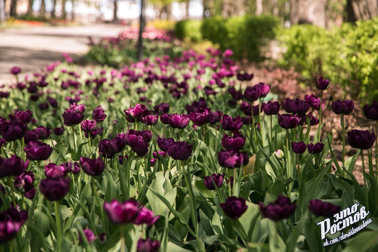 Парк революции Ростов тюльпаны