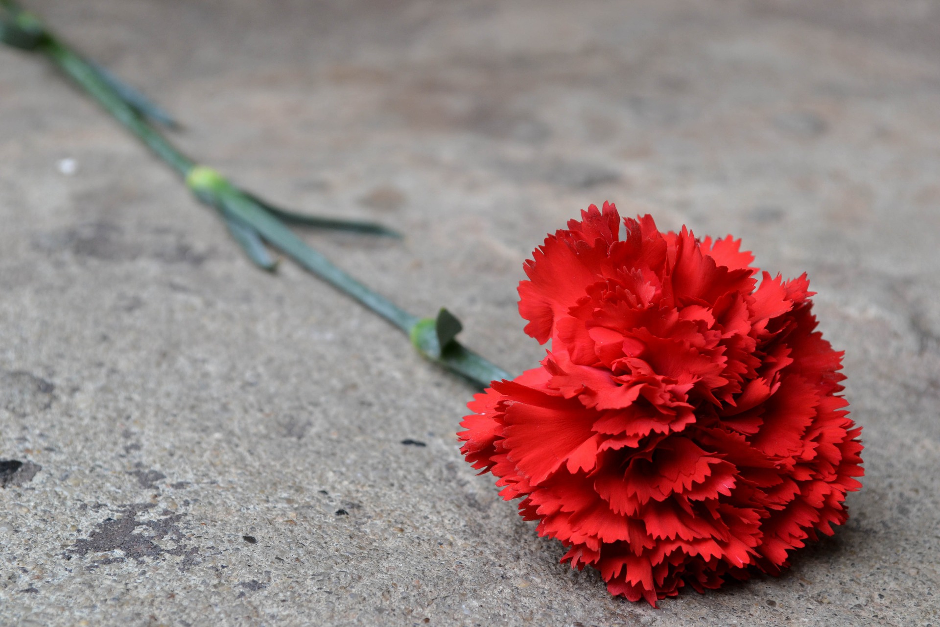 Red Dianthus Flower