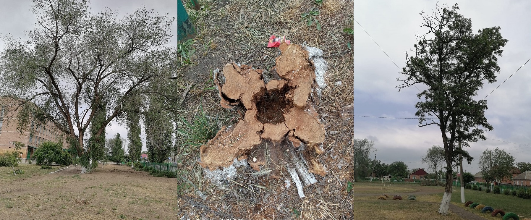 Наполовину срубленное дерево