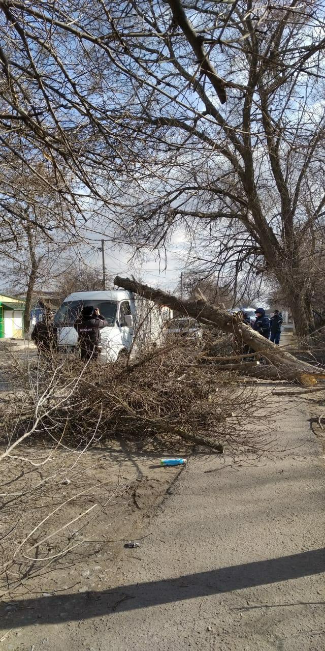 ДОН24 - Сильный ветер валит деревья в Ростовской области