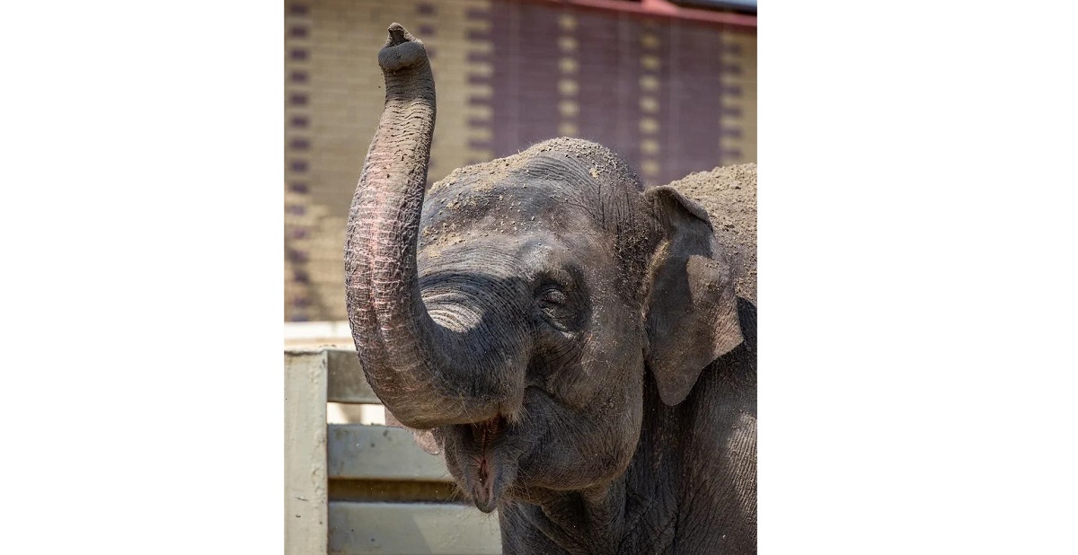 В зоопарке живет слон. Слон в Ростовском зоопарке. Динозавр в зоопарке Ростов.
