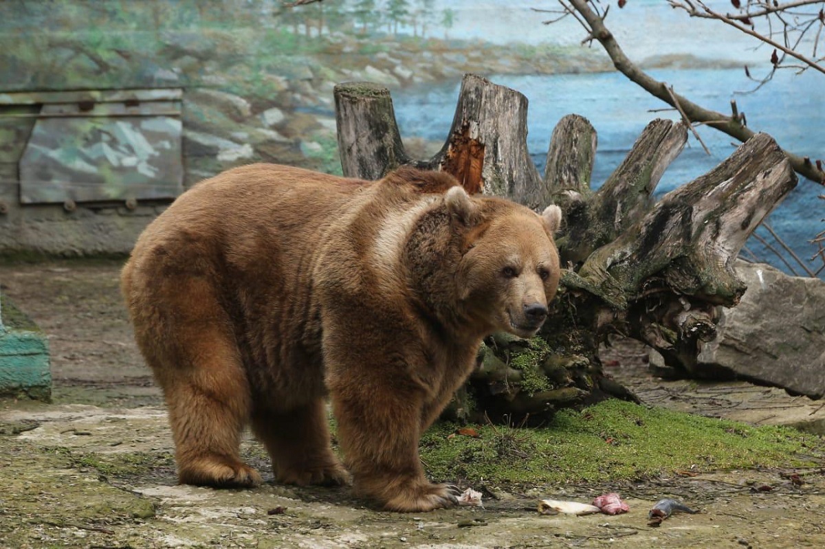 Бурый медведь Ростовский зоопарк