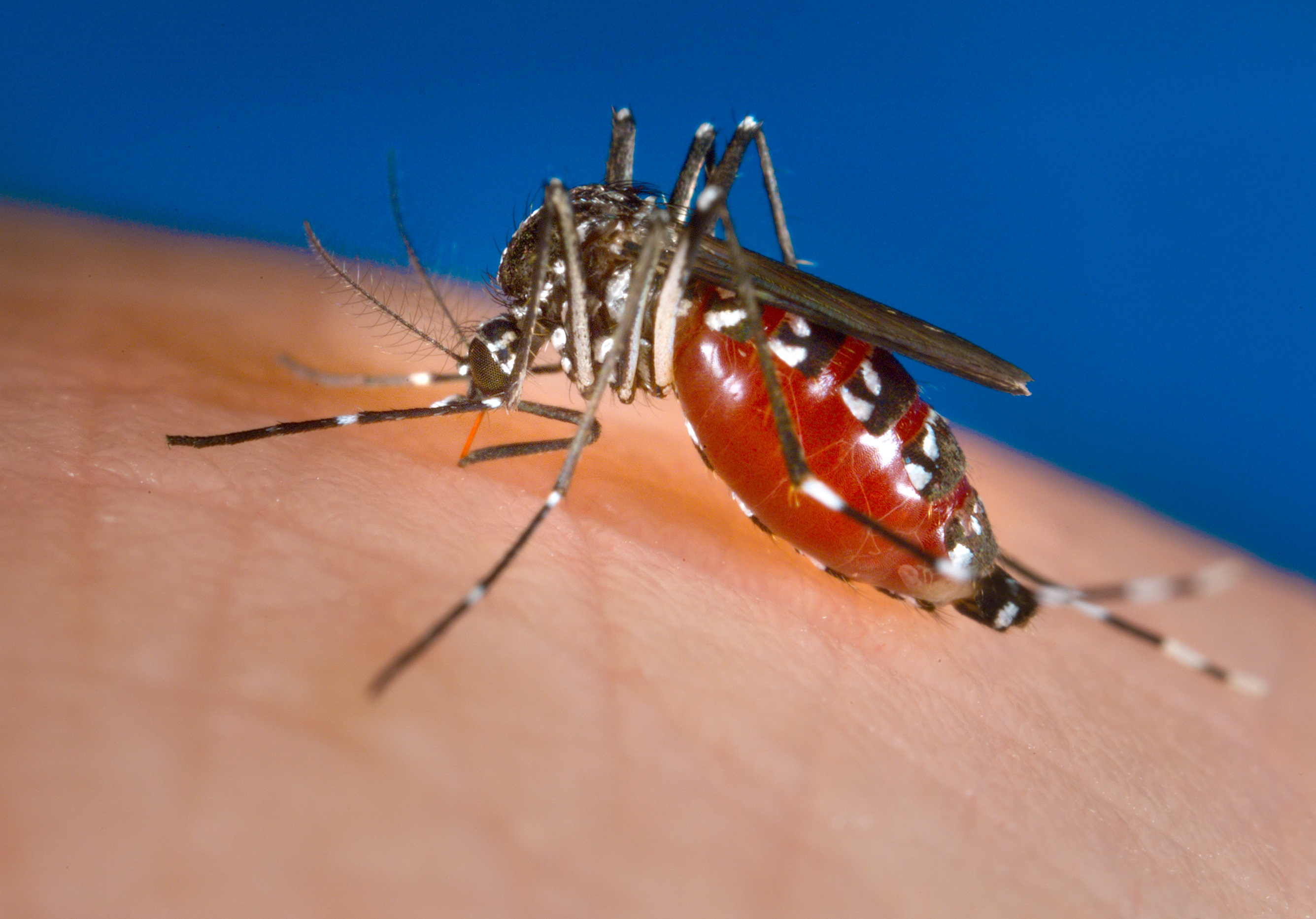 Комары переносчики заболеваний. Лихорадка Денге комар. Комаров Aedes albopictus.