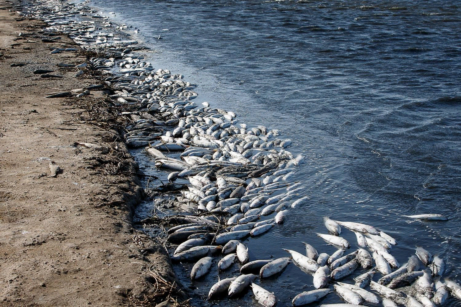 Умирающие рыбы. Рыба мертвая Азовское море. Массовая гибель рыбы в Азовском море. Замор на Азовском море. Рыба карабас в Азовском море.