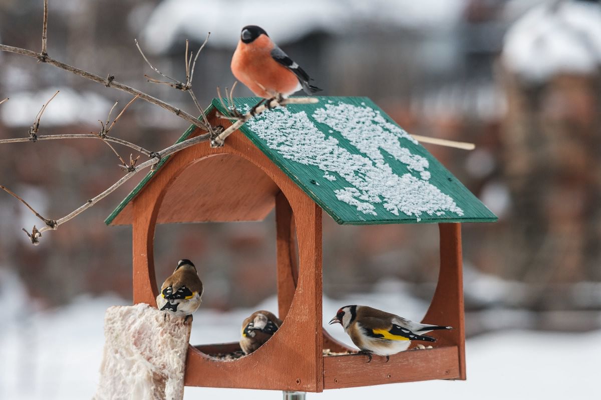 «Покорми птиц зимой» Уварово