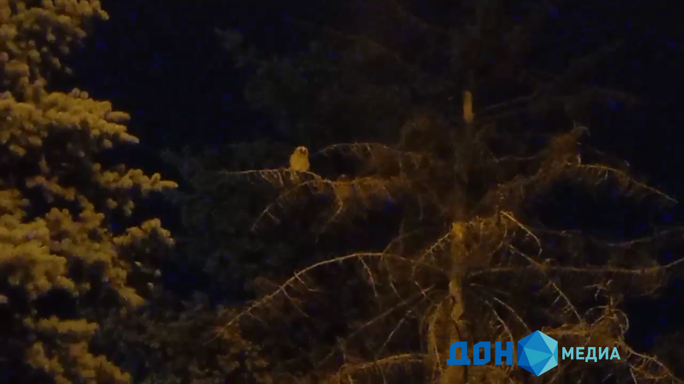 Птица жалобно кричащая ночью. Ночные птицы Ростовской области кричащие ночью. Птица поет ночью в июне. Фото птицы в парке Дружба. Ночная птица которые кричат как утки.