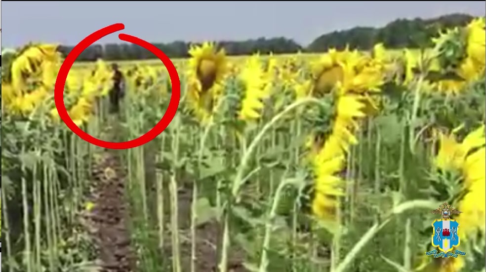 Задержали в поле с коноплей семена конопляные купить в украине seed