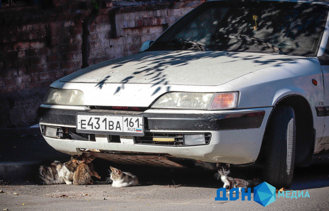 ДОН24 - Кот под капот: ростовчан призвали осматривать авто из-за прячущихся  от холода кошек