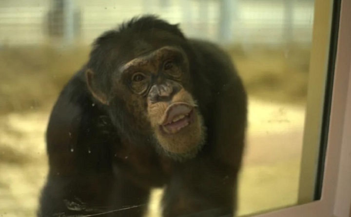 ДОН24 - У обезьян в ростовском зоопарке появился телевизор