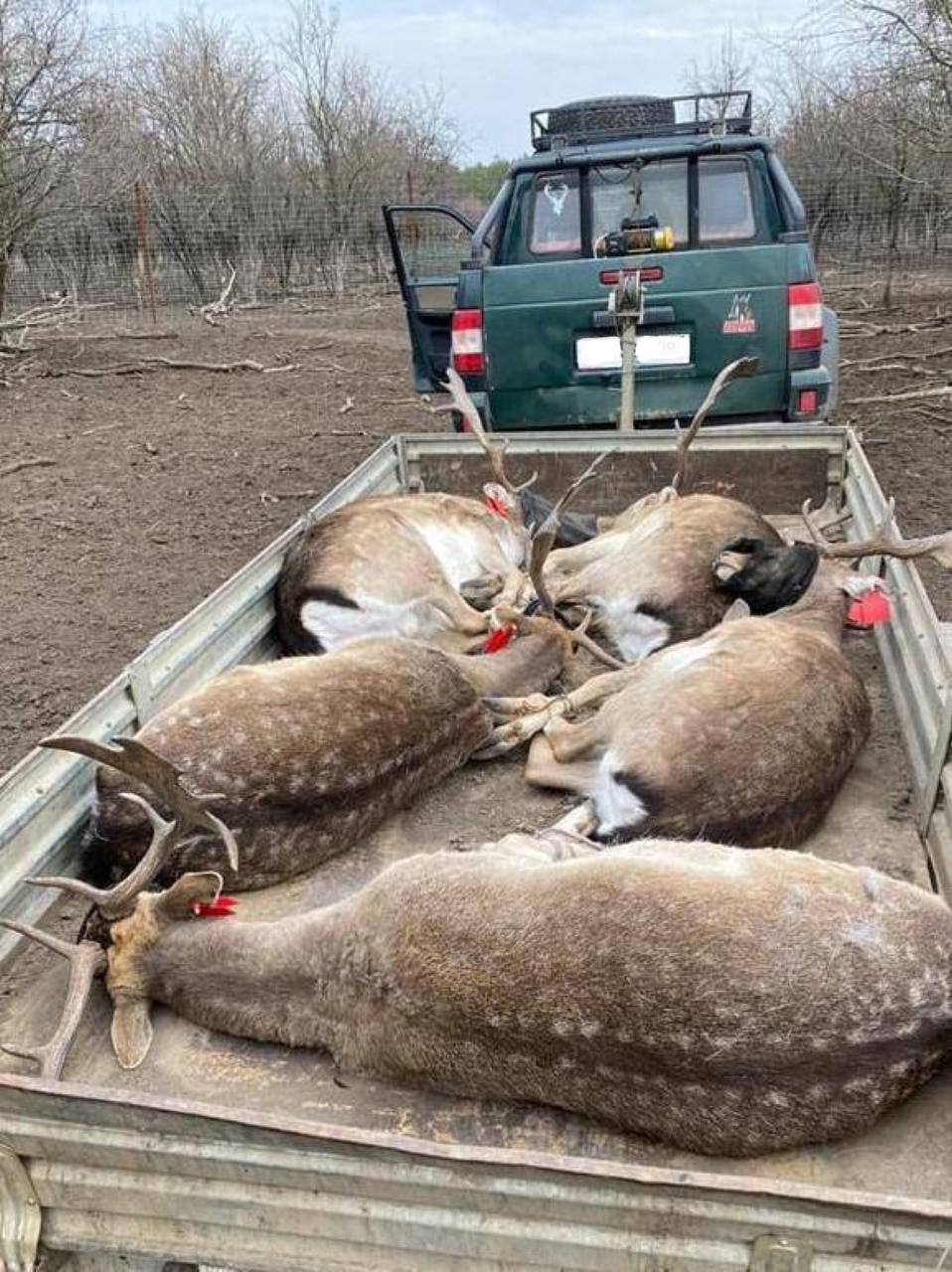 В Александровском лесу появились 20 особей европейской лани | 17.03.2023 |  Ростов-на-Дону - БезФормата