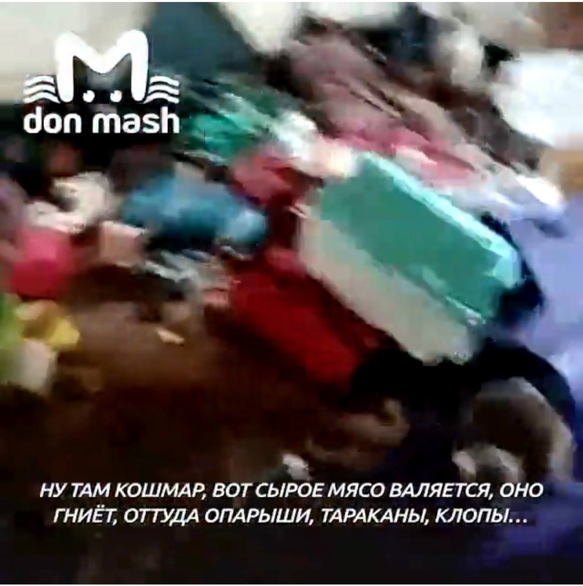 ДОН24 - Соцсети: в Ростове женщина заперла котов в квартире с ...