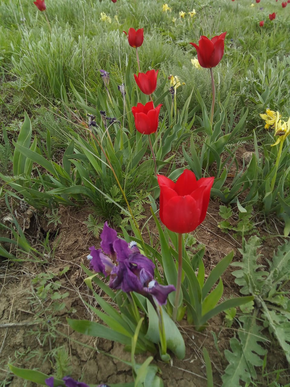 Где растет тюльпан Шренка и почему занесен в Красную книгу растений России