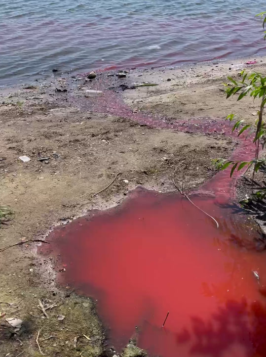 Река дон 2023. Река. Красная река. Загрязнение воды красного цвета.